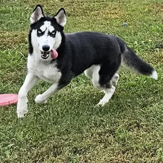 A young medium-sized female Husky dog named Cloud for adoption in Benton Harbor, MI