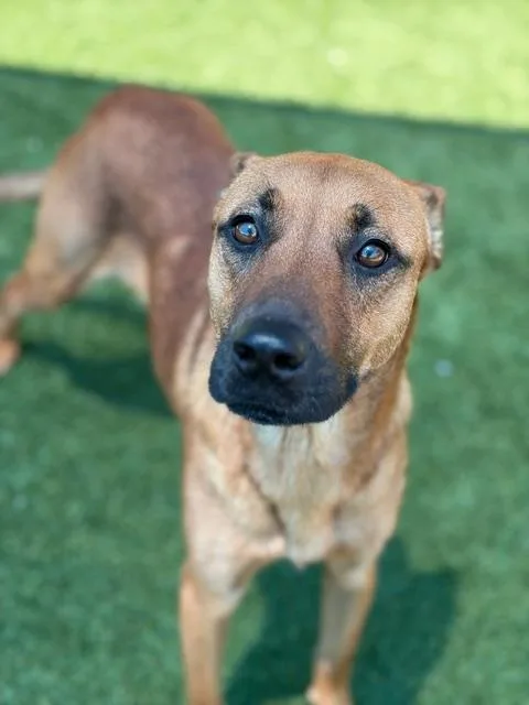 A young large-sized female Mixed Breed dog named Lilo for adoption in Dallas, TX