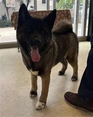 A young large-sized female Akita dog named Sora for adoption in San Pedro, CA