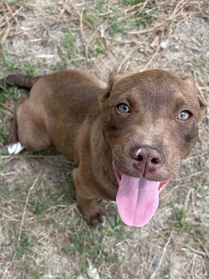 A baby small-sized male Mixed Breed dog named Lex for adoption in Savannah, GA