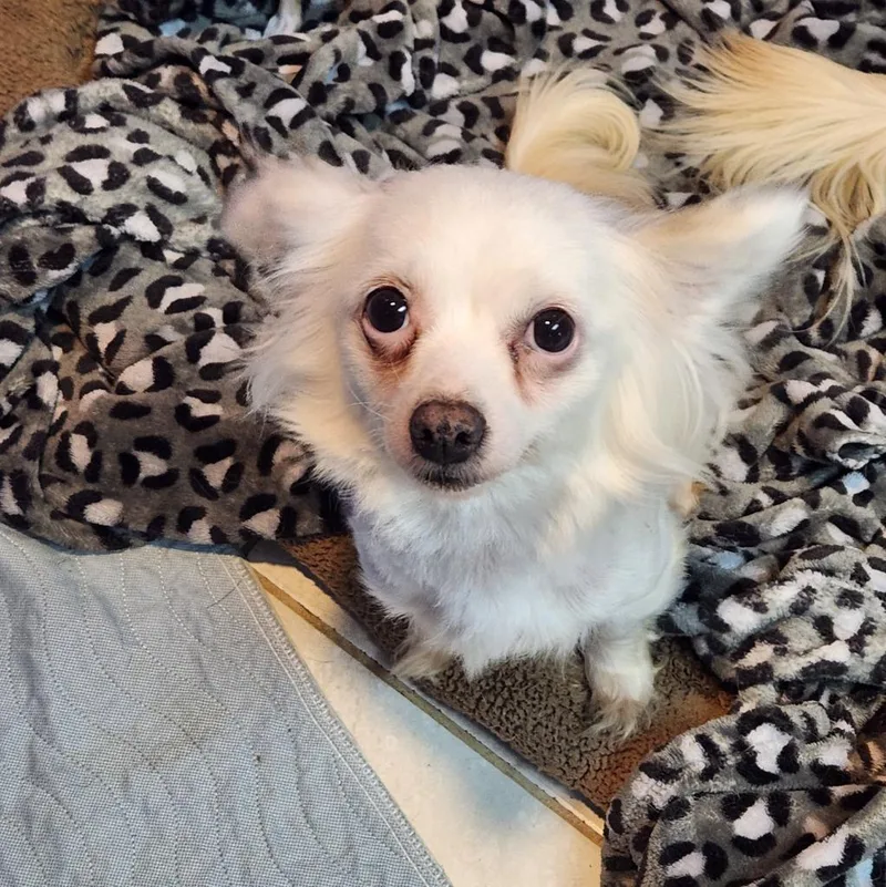 An adult small-sized female Chihuahua dog named Luna for adoption in Walnutport, PA