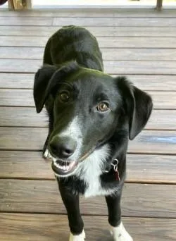 A young medium-sized male Border Collie dog named Jeb for adoption in Salamanca, NY