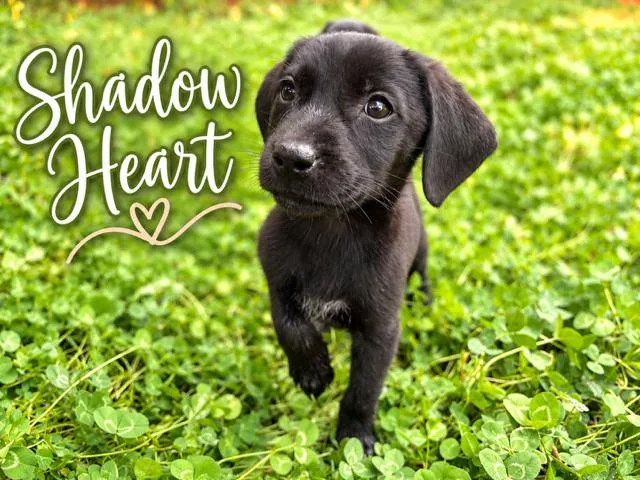 A young medium-sized female Flat-Coated Retriever dog named Shadow Heart for adoption in Midway, UT
