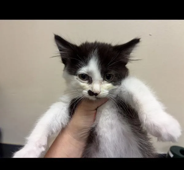 A baby small-sized male Domestic Short Hair cat named Chord for adoption in Kennewick, WA