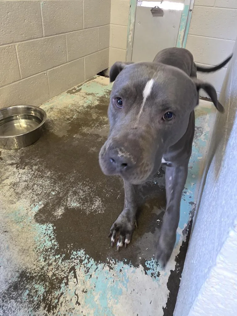A young medium-sized male Pit Bull Terrier dog named Bruno for adoption in Holbrook, AZ