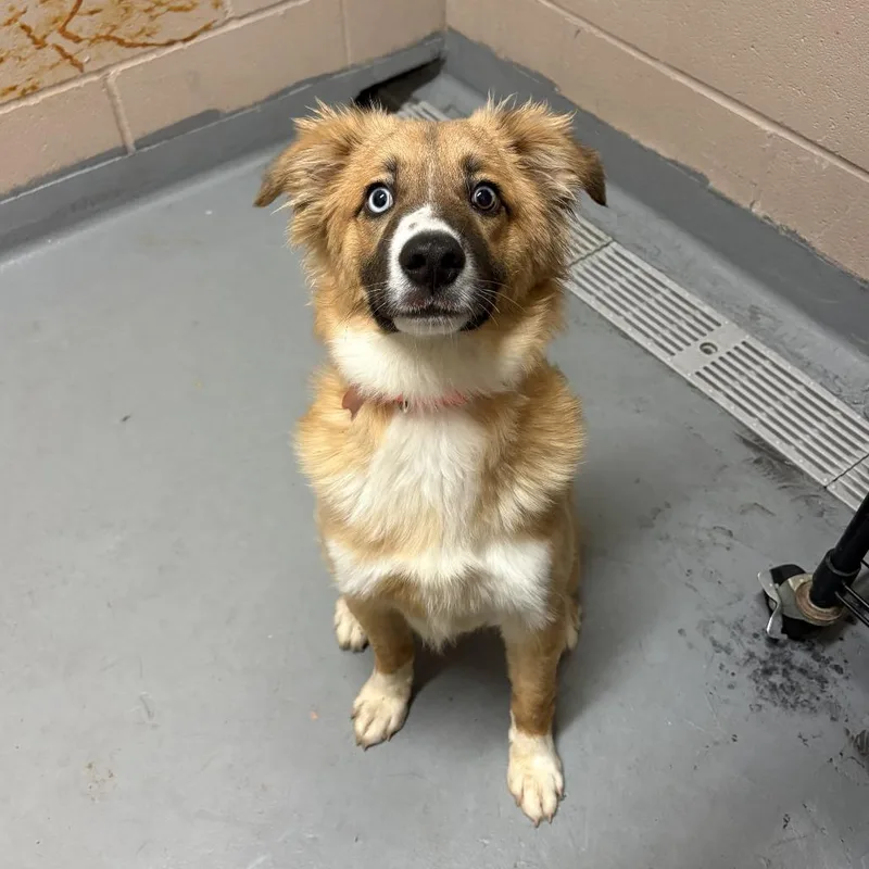 A baby medium-sized male Yellow / Tan / Blond / Fawn Mixed Breed dog named Ollie for adoption in Tacoma, WA
