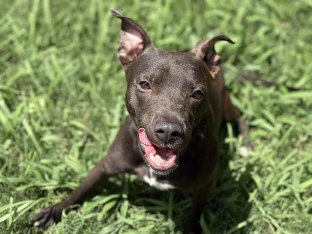 A young small-sized male Pit Bull Terrier dog named Koda for adoption in Tulsa, OK