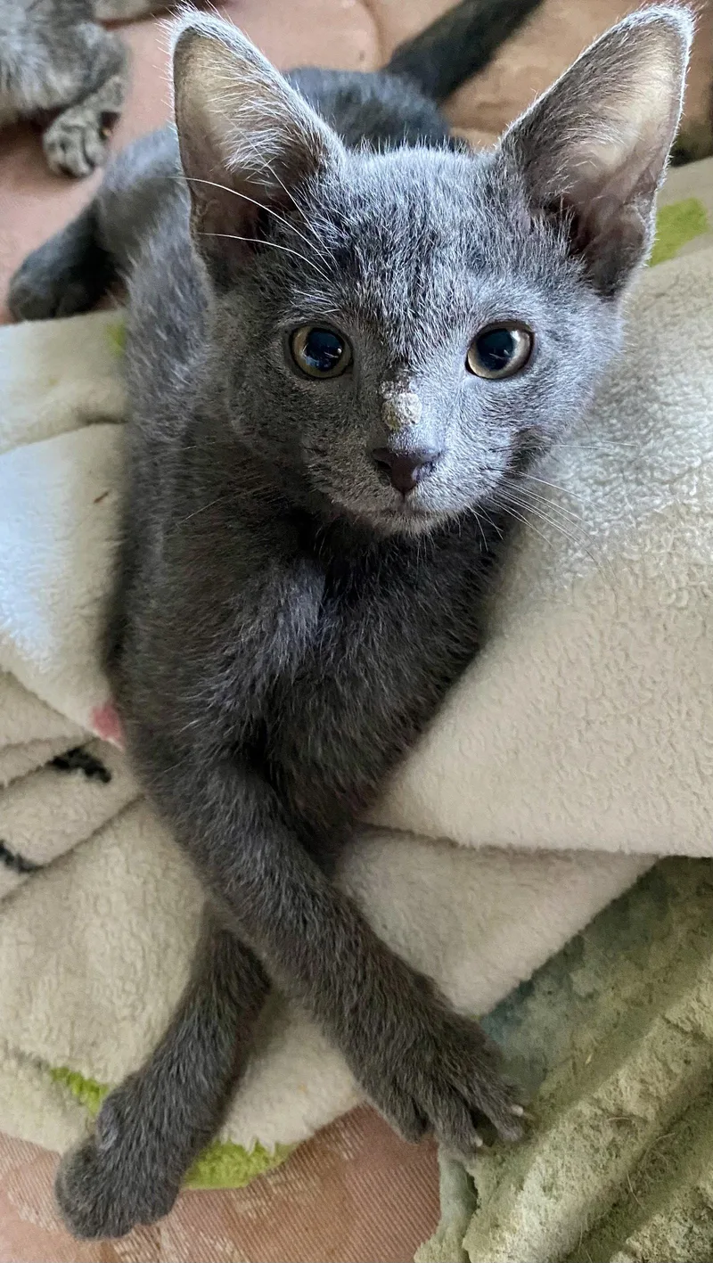 A baby medium-sized male Gray / Blue / Silver Domestic Short Hair cat named Jerry for adoption in Versailles, KY