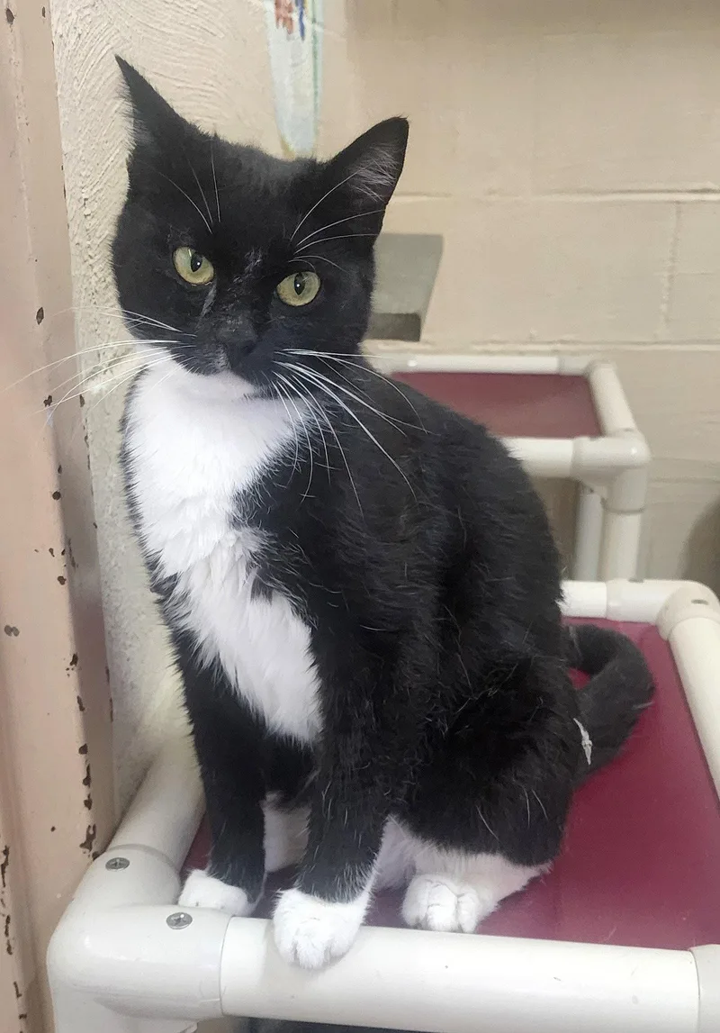 An adult medium-sized female Black & White / Tuxedo Domestic Short Hair cat named Mallory for adoption in Wetumpka, AL