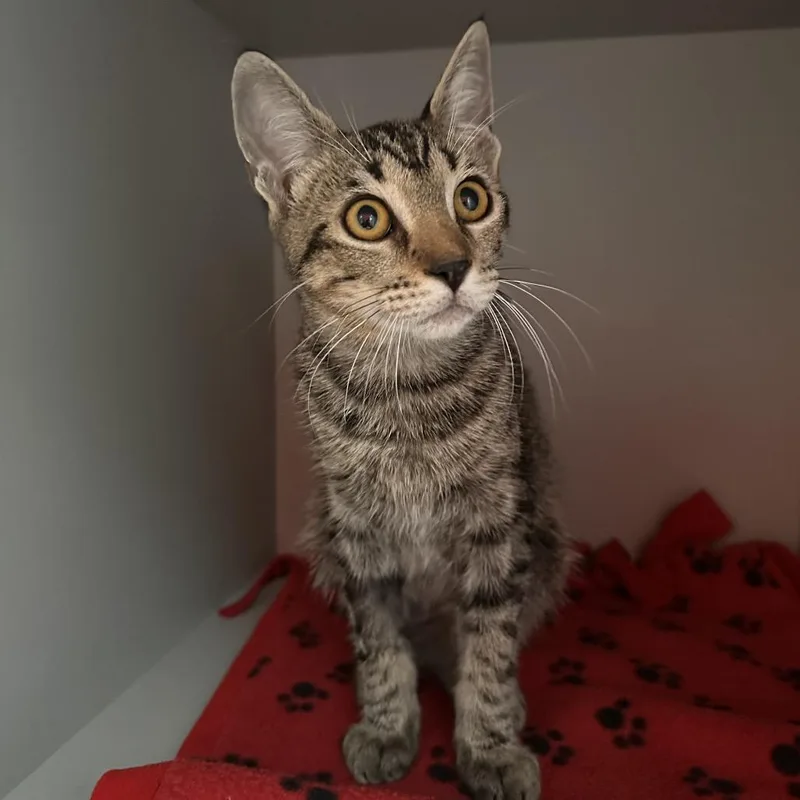 A baby medium-sized male Brown / Chocolate Domestic Short Hair cat named Monte Cristo for adoption in Sarasota, FL