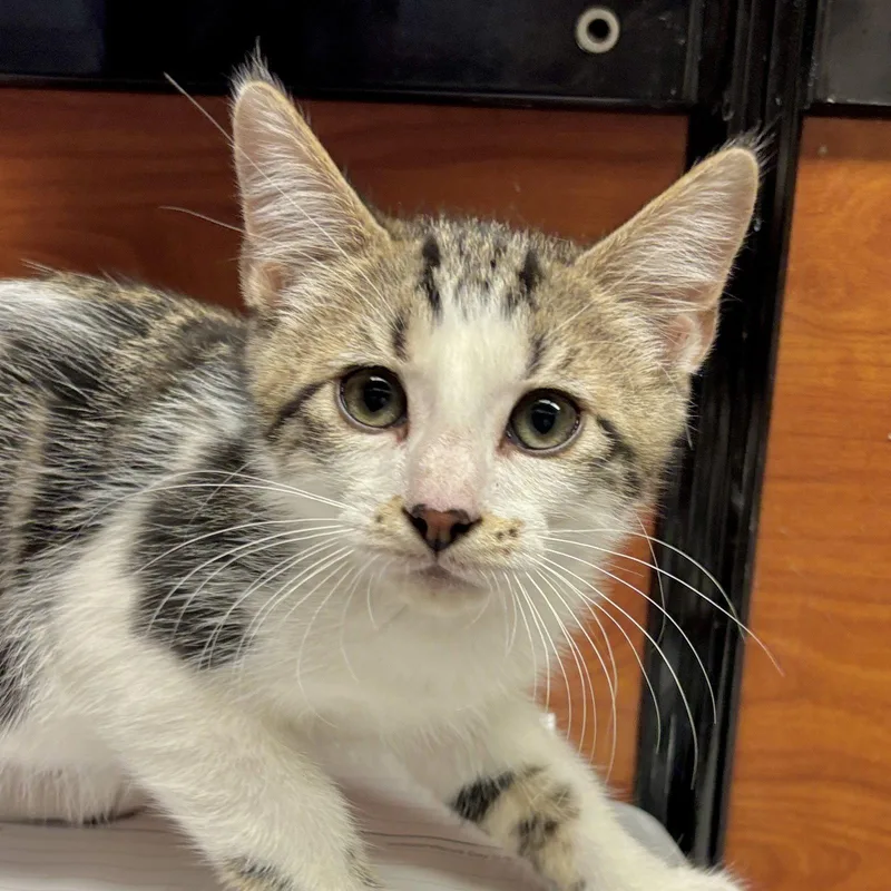A baby medium-sized male Domestic Short Hair cat named Paws for adoption in Sonora, CA