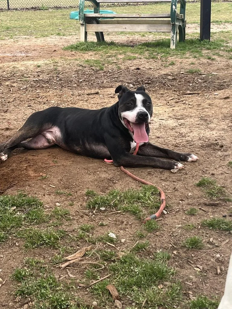 An adult medium-sized male Mixed Breed dog named Outlook for adoption in Florence, SC