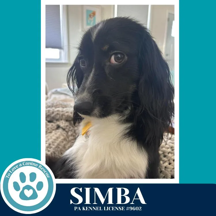 An adult medium-sized male Tricolor (Brown, Black, & White) Spaniel dog named Simba for adoption in Kimberton, PA