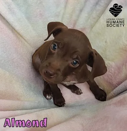 A baby small-sized female Labrador Retriever dog named Almond for adoption in Heath, OH