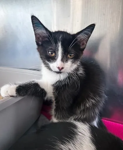 A baby small-sized female Domestic Short Hair cat named Bea for adoption in Westland, MI
