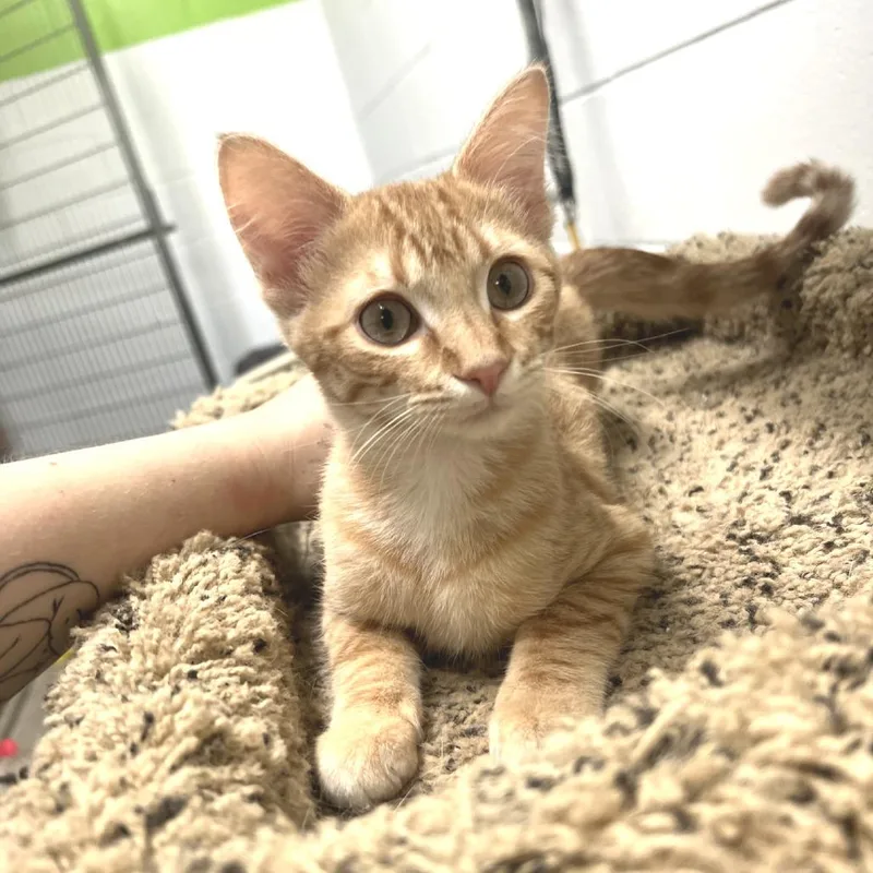 A baby small-sized female Orange / Red Domestic Short Hair cat named Honeybun for adoption in Albert Lea, MN