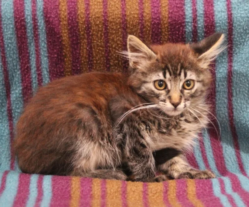 A baby medium-sized male Domestic Medium Hair cat named Grogu for adoption in Vacaville, CA