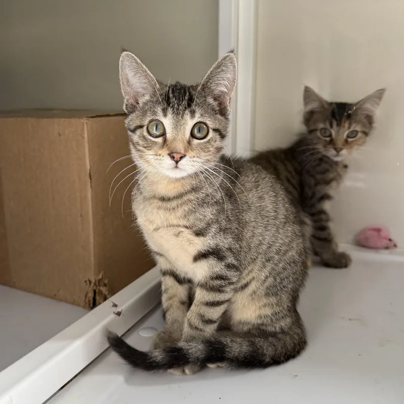 A baby large-sized female Tabby (Brown / Chocolate) Domestic Short Hair cat named Collar for adoption in Oconto, WI