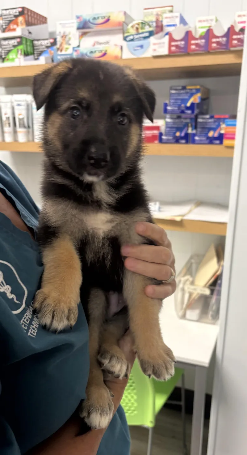 A baby large-sized male German Shepherd Dog dog named Jameson for adoption in Hamilton, NJ