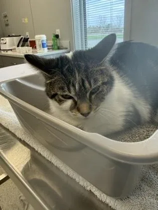 An adult medium-sized female Domestic Short Hair cat named Agatha for adoption in Lafayette, IN