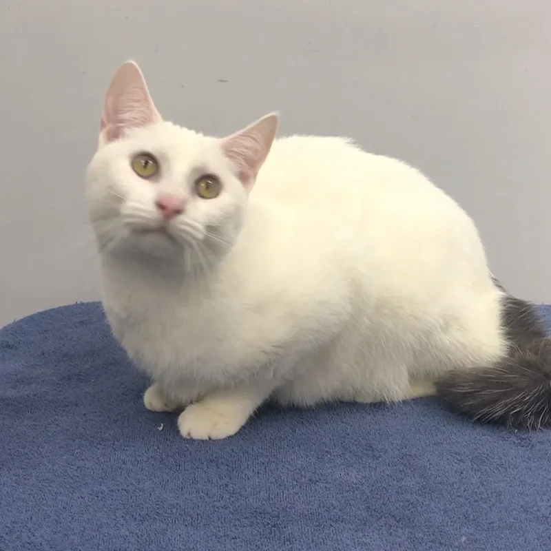 A young medium-sized male White Domestic Short Hair cat named Andy for adoption in Lincolnwood, IL