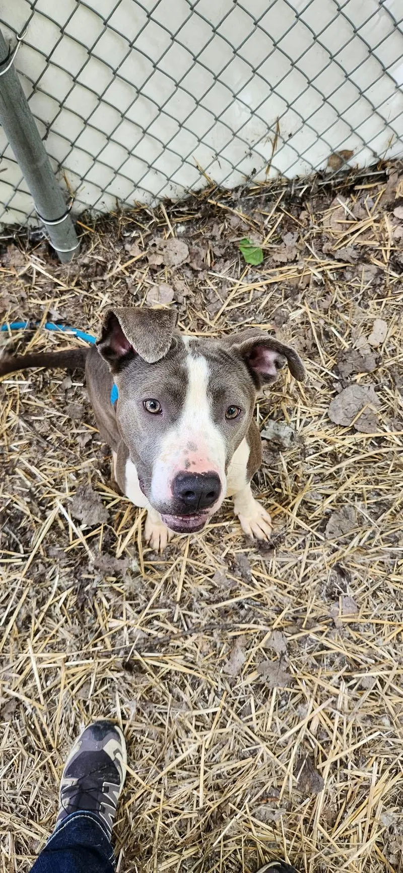 An adult medium-sized female Brown / Chocolate Pit Bull Terrier dog named Riley for adoption in Chicago, IL