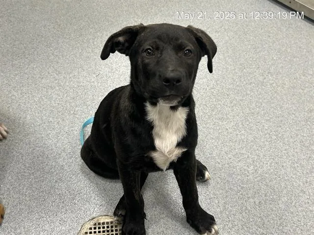 A young small-sized female Labrador Retriever dog named A for adoption in Ocala, FL