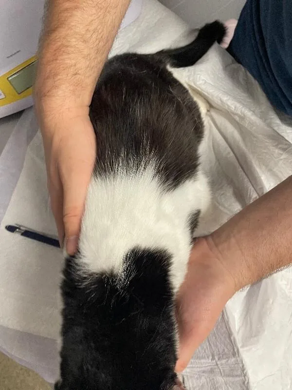 An adult small-sized female Black & White / Tuxedo Domestic Short Hair cat named Mango for adoption in Cincinnati, OH