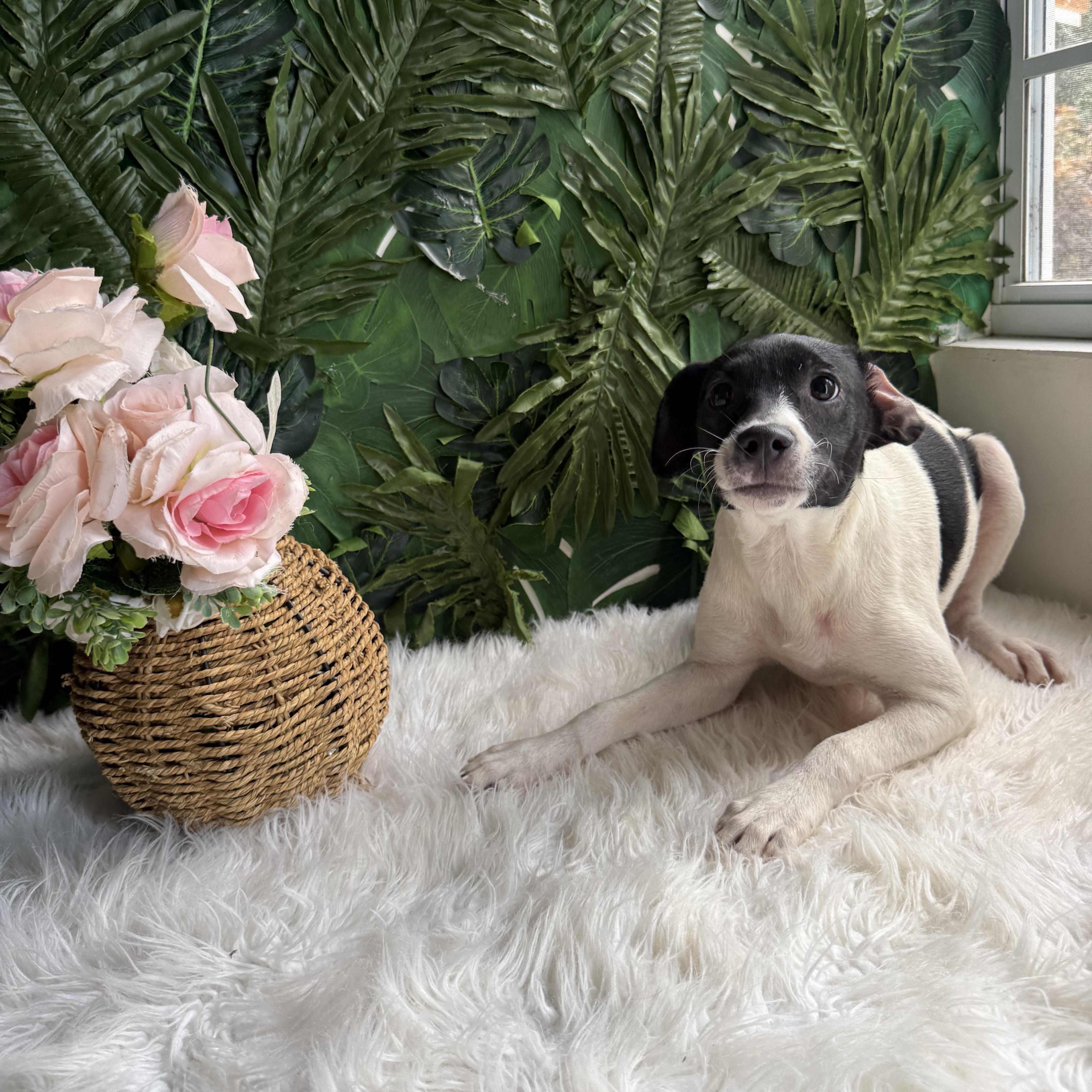 A baby medium-sized female Mixed Breed dog named Aster for adoption in Richmond, VA