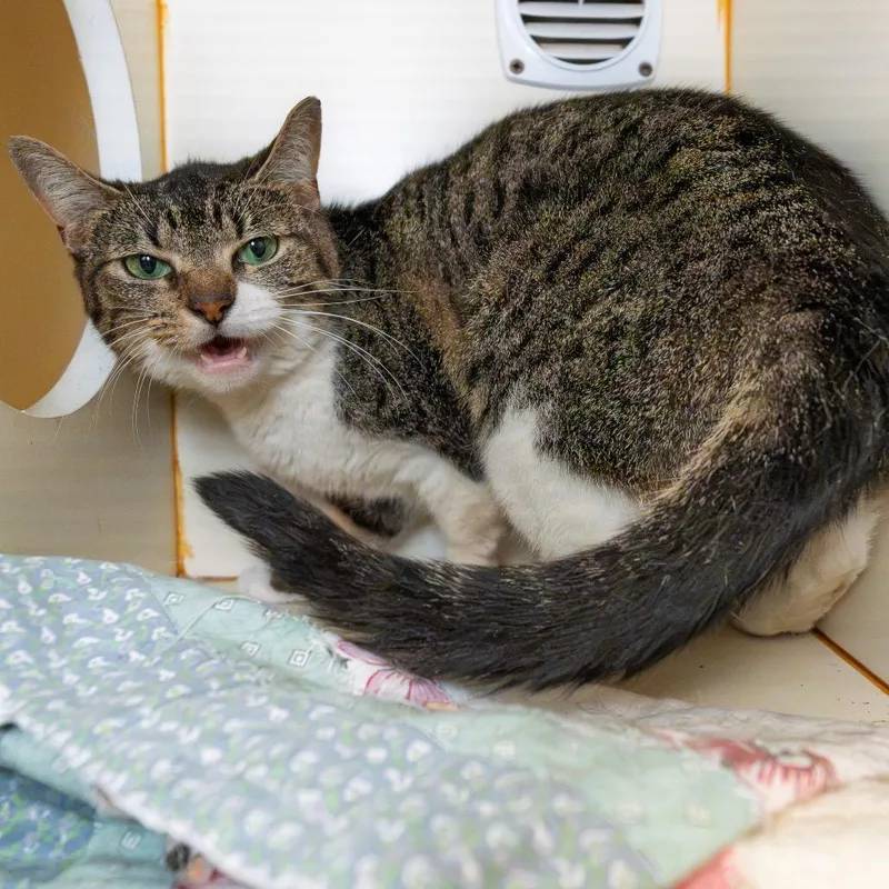 An adult medium-sized female White Domestic Short Hair cat named Banshee for adoption in South Elgin, IL