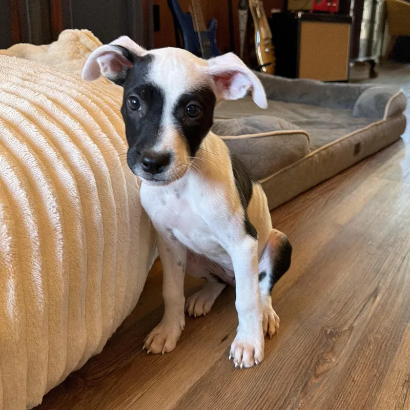 A baby small-sized female Jack Russell Terrier dog named Cookie for adoption in Cordova, TN