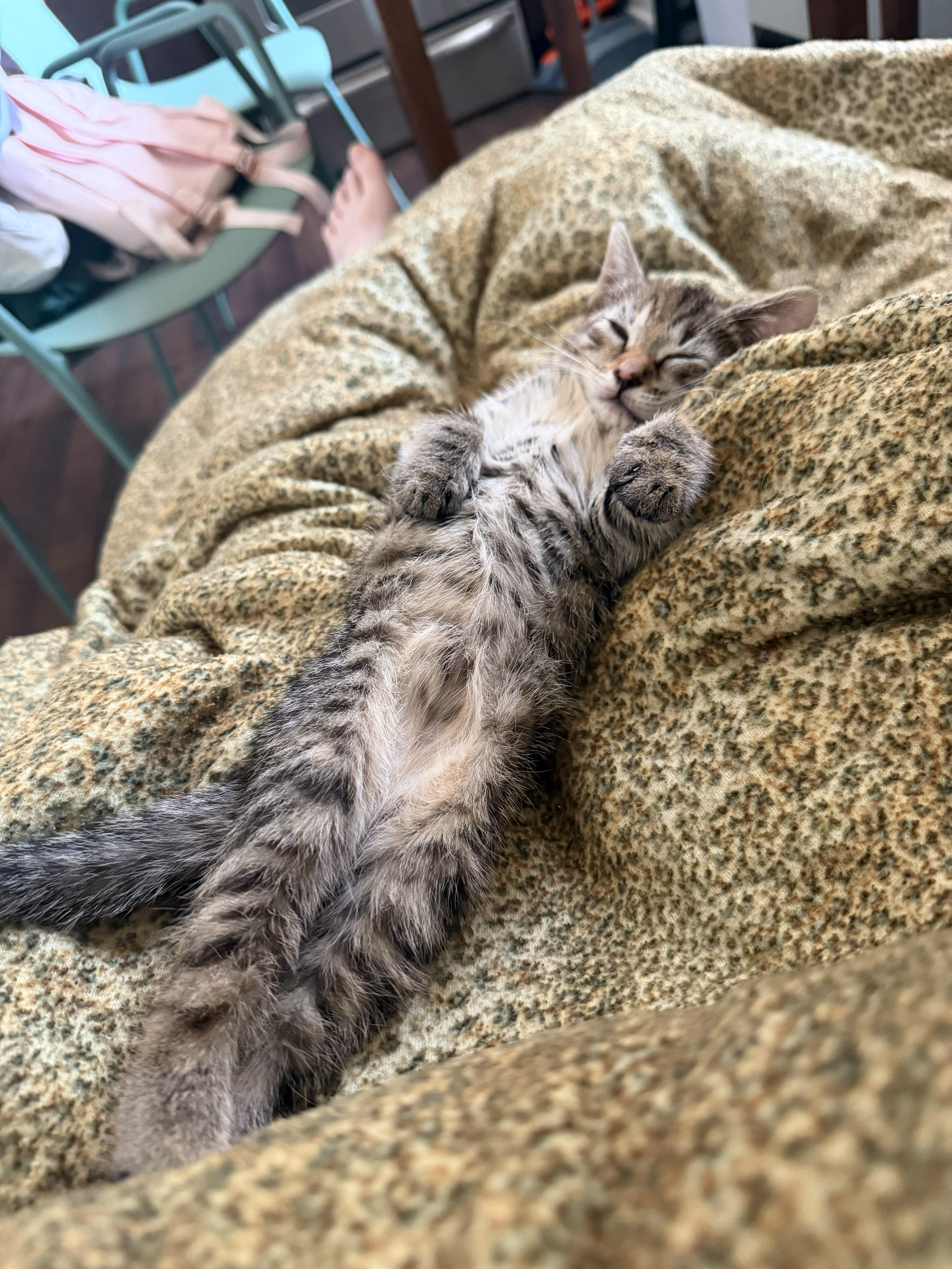 A baby medium-sized female Tabby (Tiger Striped) Domestic Short Hair cat named Gidget for adoption in Jersey City, NJ