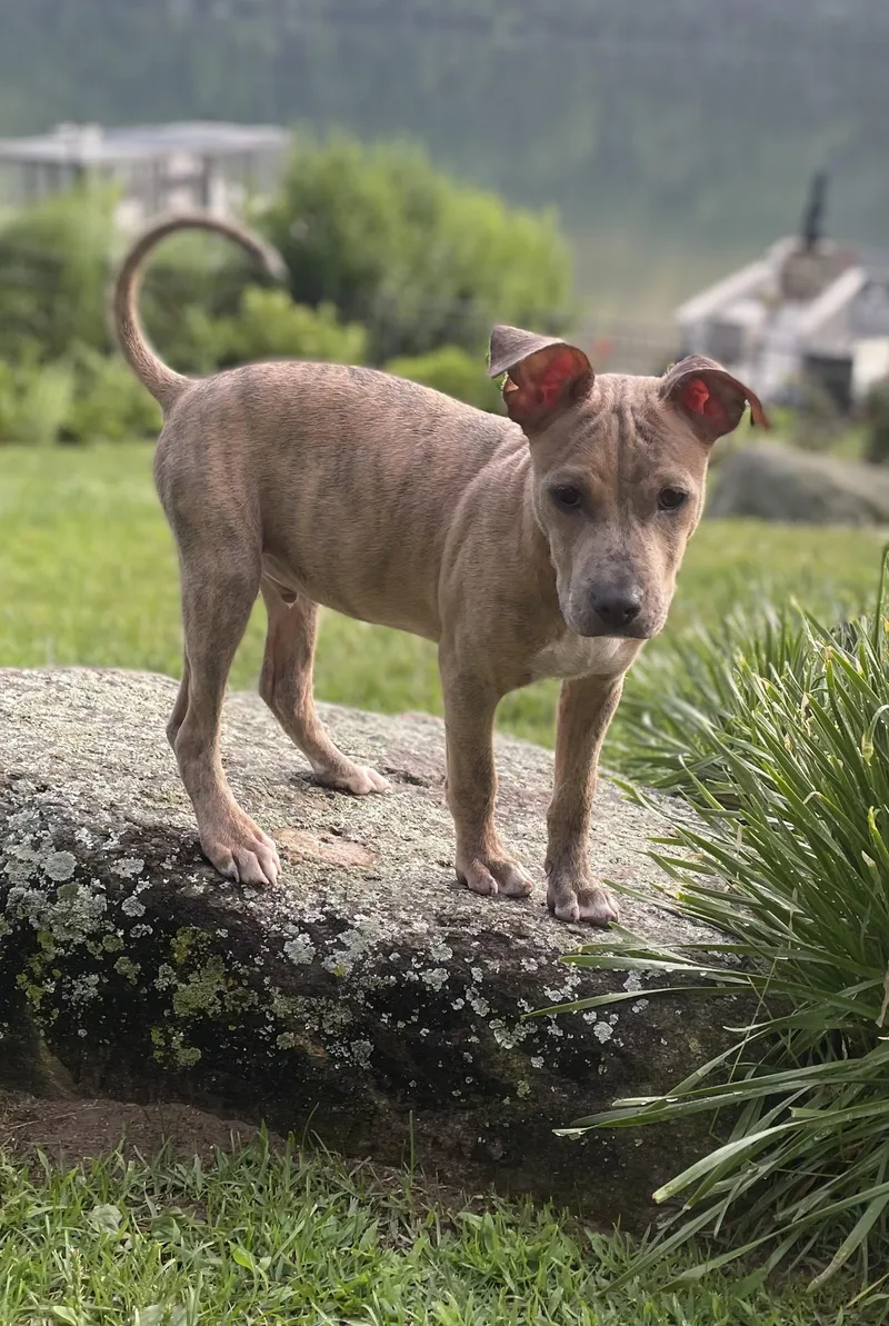 A baby medium-sized male Boxer dog named Ridge for adoption in Carmel, NY