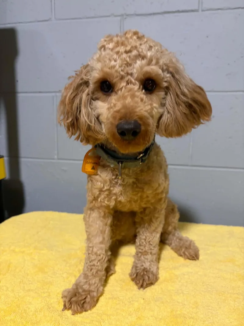 A young small-sized male Poodle dog named Edelweiss for adoption in Mukwonago, WI