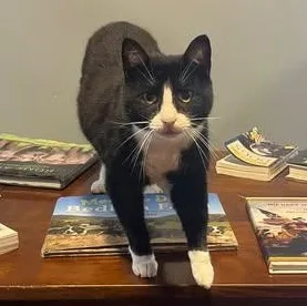 An adult medium-sized female Black & White / Tuxedo Domestic Short Hair cat named Denny at Fat Cat for adoption in Tallahassee, FL