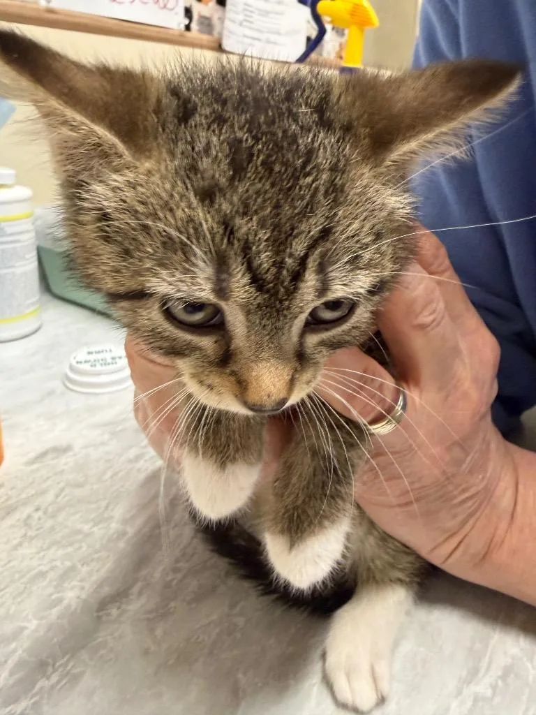 A baby medium-sized female Domestic Short Hair cat named Bessie for adoption in Plattsburgh, NY