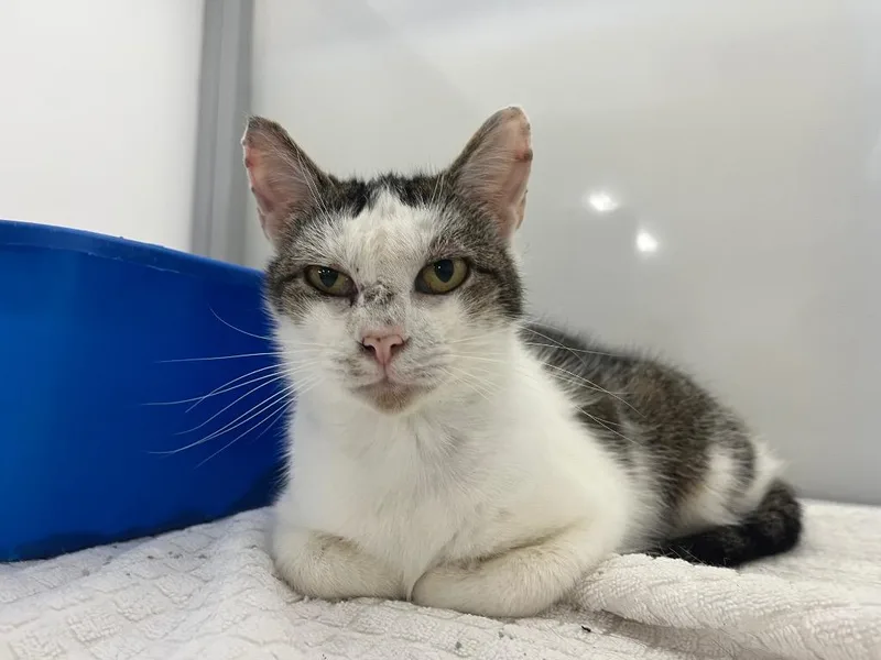 An adult medium-sized female Domestic Short Hair cat named Eliana for adoption in Raleigh, NC