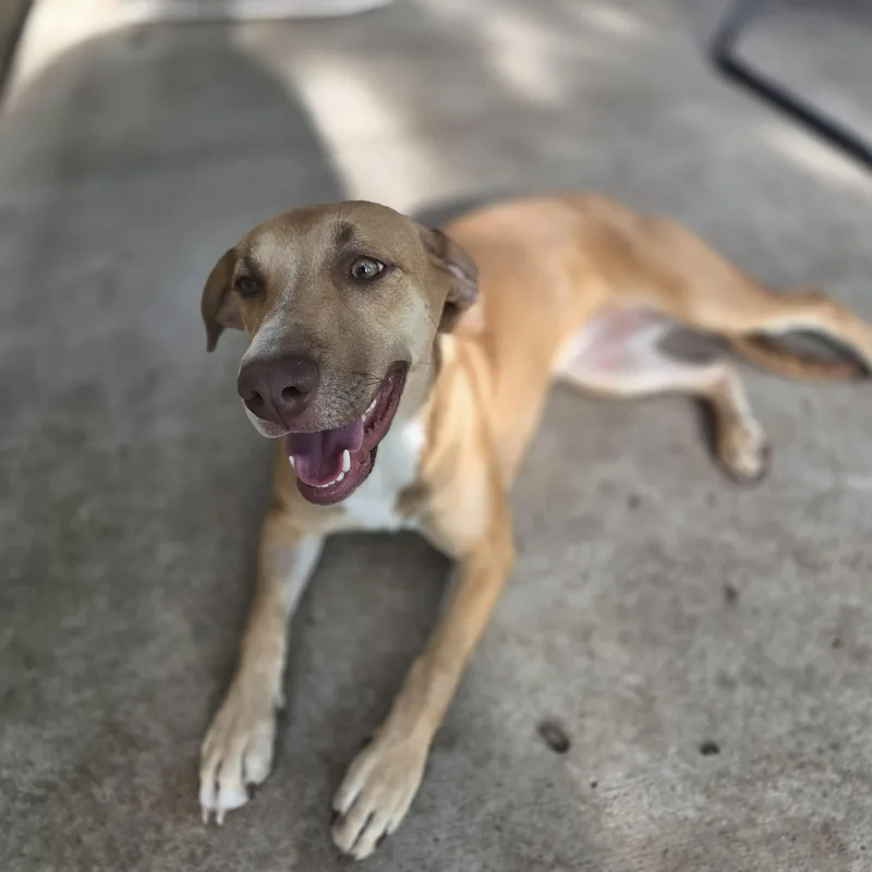 An adult medium-sized female Labrador Retriever dog named Dori for adoption in Lewiston, ID