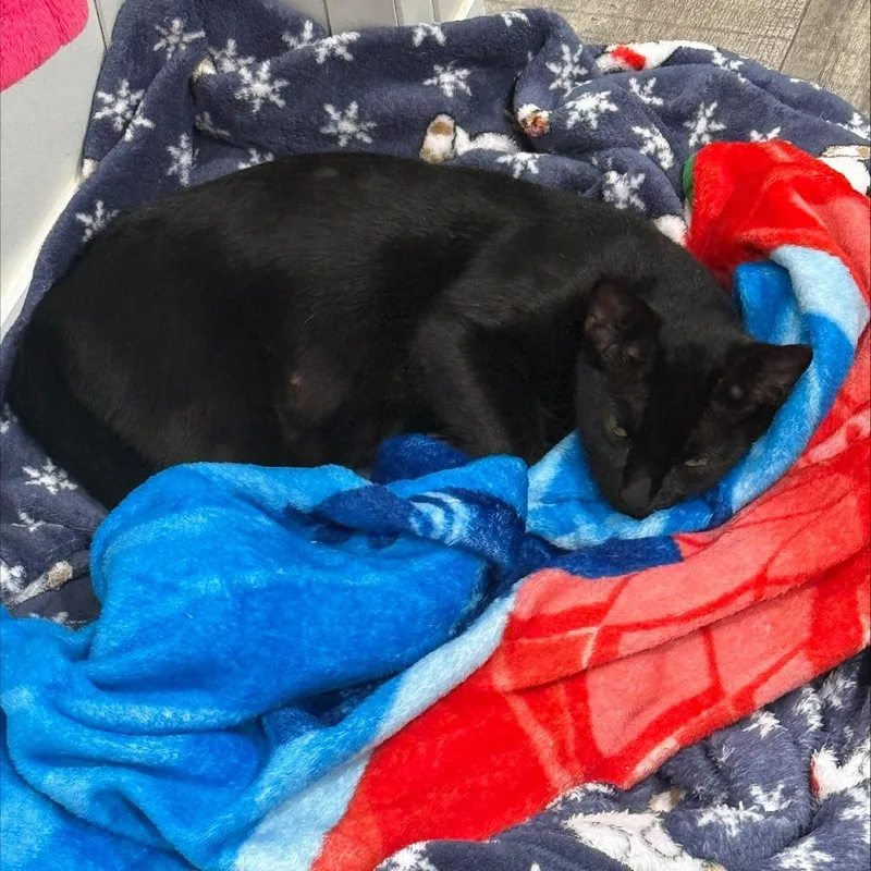 A young small-sized female Black Domestic Short Hair cat named MIdnight for adoption in CHANUTE, KS