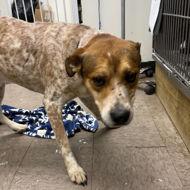 An adult medium-sized male Red / Chestnut / Orange Cattle Dog dog named Jimmy Jr. for adoption in Birmingham, AL
