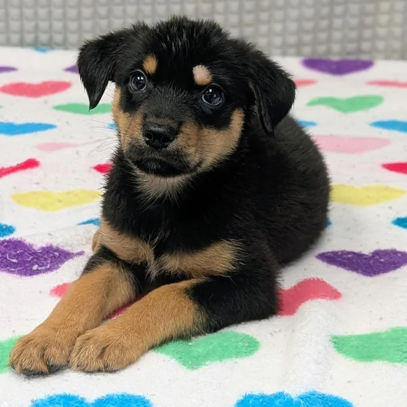 A baby small-sized female Black Mixed Breed dog named Feisty Mango for adoption in Bryan, TX