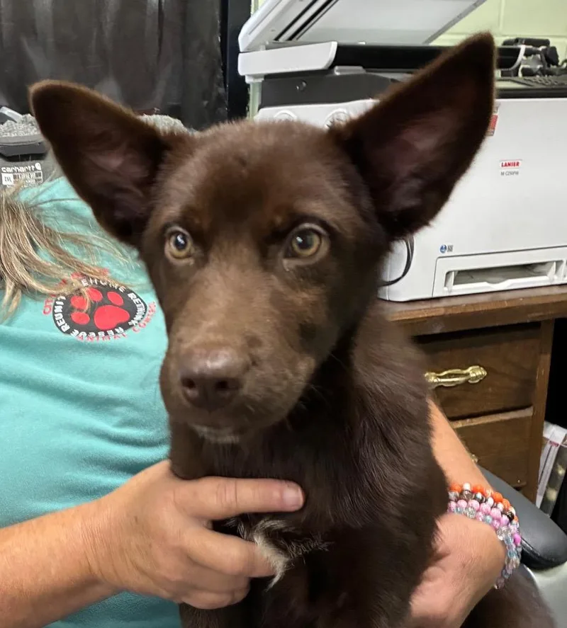 A baby medium-sized female Shepherd dog named Hershey for adoption in Beebe, AR
