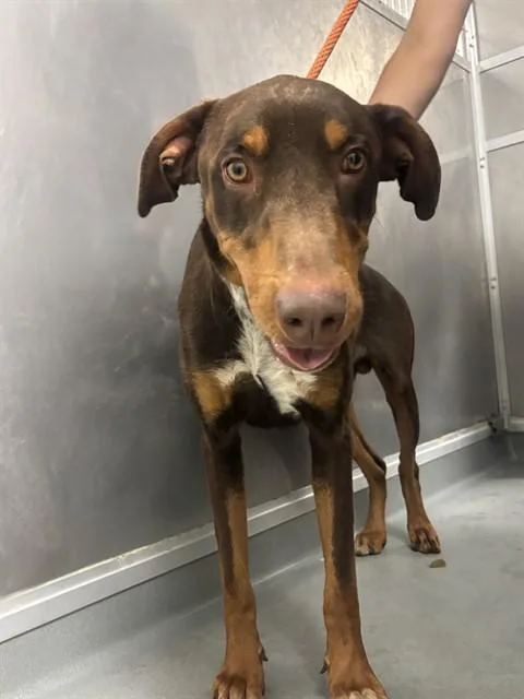 A young large-sized male Doberman Pinscher dog named Angel for adoption in Ontario, CA