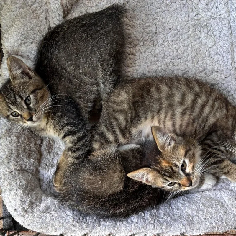 A baby small-sized female Brown / Chocolate Domestic Short Hair cat named Juliette for adoption in Asheville, NC
