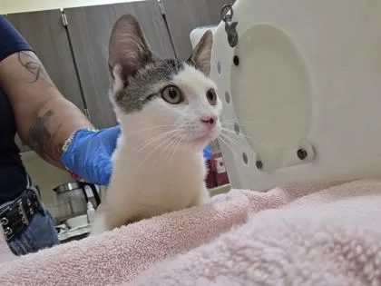 A baby small-sized male Domestic Short Hair cat named Louie for adoption in Honolulu, HI