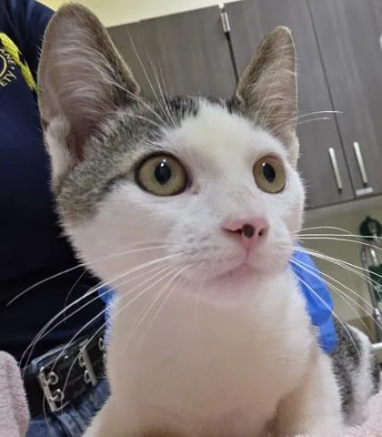 Louie thumbnail 2