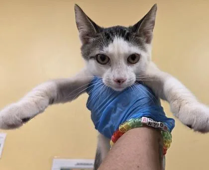 Louie thumbnail 3