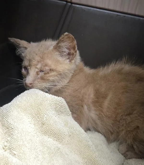 A baby small-sized male Domestic Short Hair cat named Buzz for adoption in Salisbury, MD