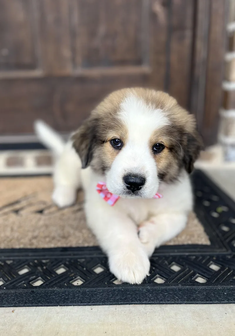 A baby medium-sized male Australian Shepherd dog named Oak for adoption in University Place, WA