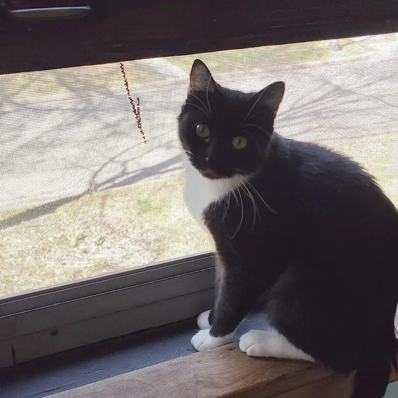 A young medium-sized female Black Domestic Short Hair cat named Cecelia Ophelia for adoption in St. Paul, MN
